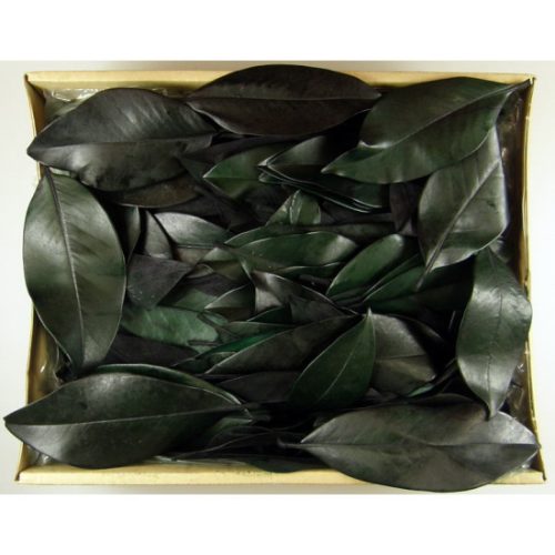 Magnolia levél prep. söt.zöld Z067. árcsop.