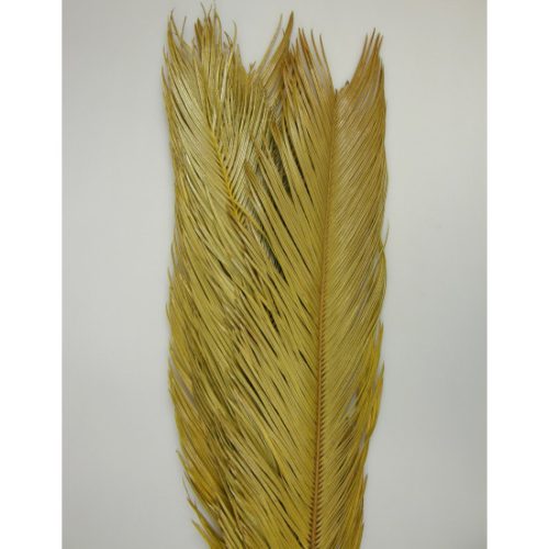 Cycas pálma natúr