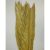 Cycas pálma natúr
