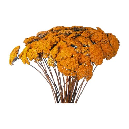 Achillea natúr