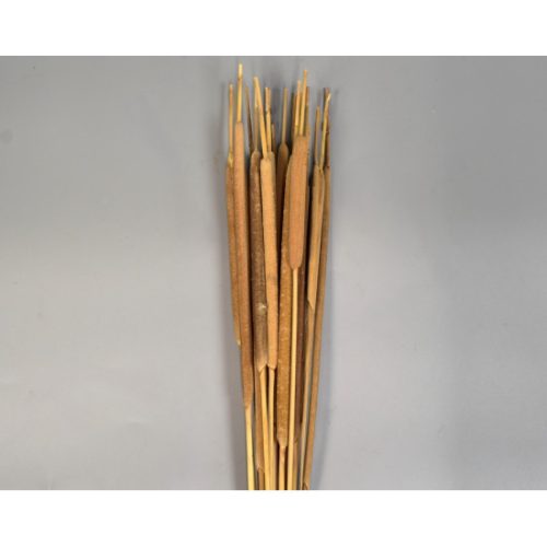 Typha indiai natúr