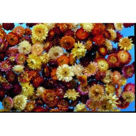 Szalmarózsa fej vegyes natúr