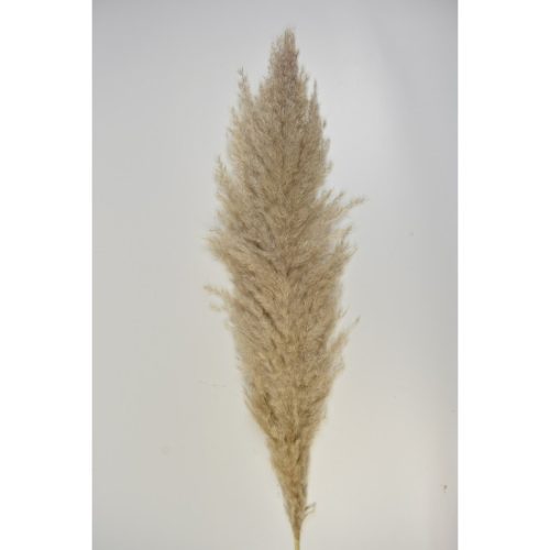 Pampafű spanyol 150cm natúr 40-60cm buga