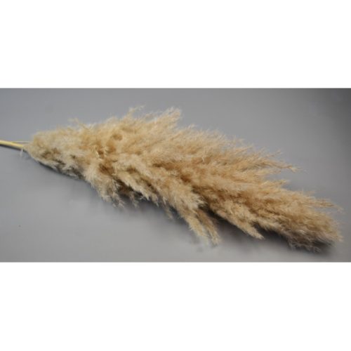 Pampafű H 160cm natúr 80cm buga