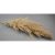 Pampafű H 160cm natúr 80cm buga