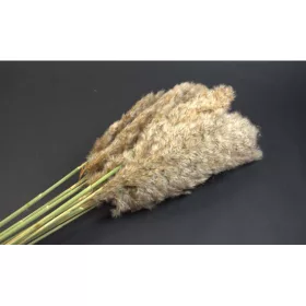 Pampafű 120cm natúr