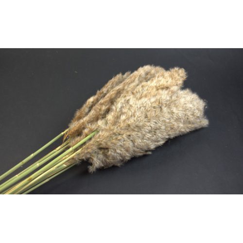 Pampafű 120cm natúr