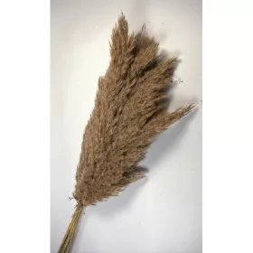Pampafű 100-110cm natúr