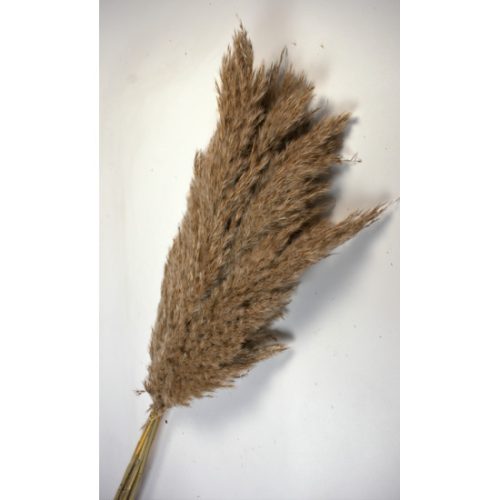Pampafű 100-110cm natúr