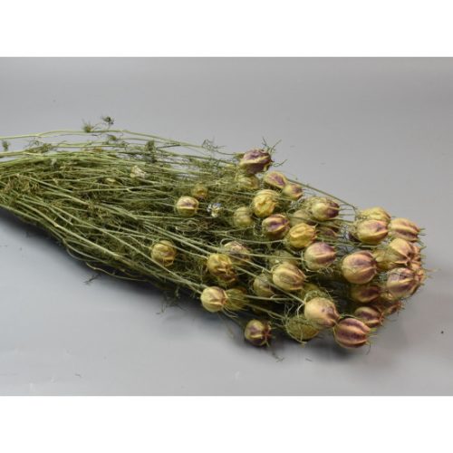 Nigella damascena 100g natúr