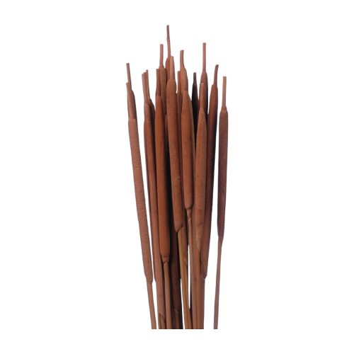 Typha indiai natúr