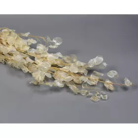 Lunaria Holdviola natúr