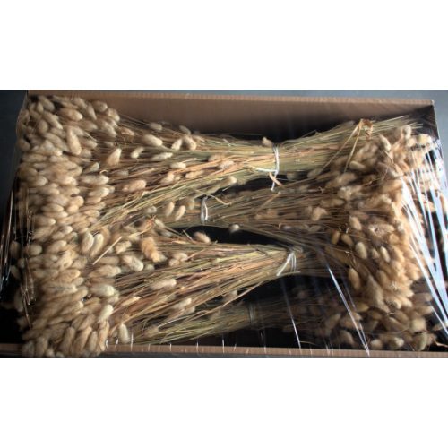 Lagurus 50g natúr Z404. árcsop.