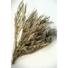 Grevillea Ivanhoe 50-60cm krém