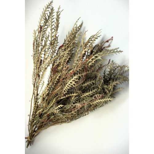 Grevillea Ivanhoe 50-60cm krém