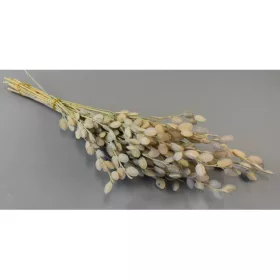 Fibigia natúr