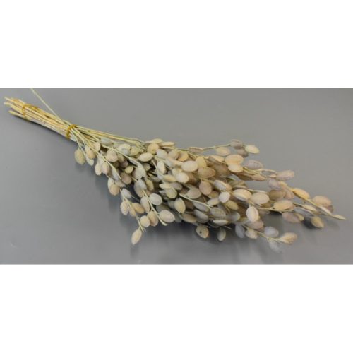 Fibigia natúr
