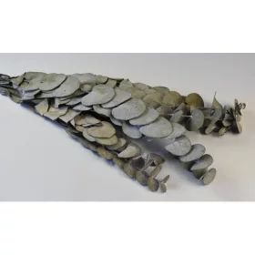 Eukalyptus levél ezüst dollár prep. natúr