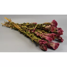 Celosia chief bordó natúr