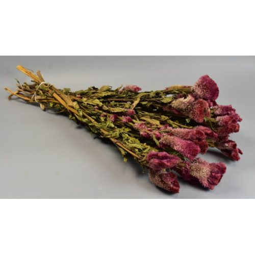 Celosia chief bordó natúr