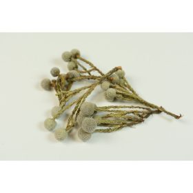 Brunia albiflora natúr