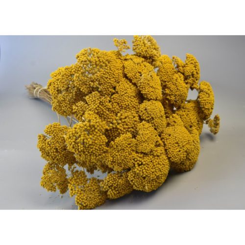 Achillea natúr