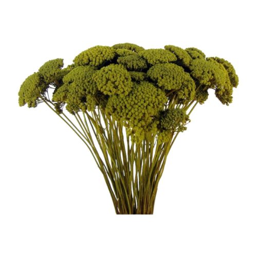 Achillea prep. mohazöld