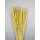 Typha indiai fehérített