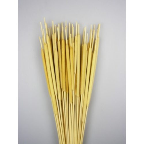 Typha indiai fehérített