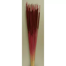 Typha indiai bordó