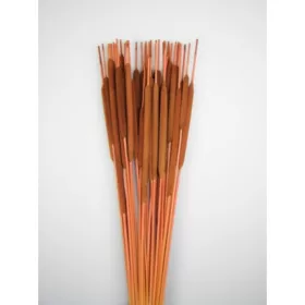 Typha indiai barna