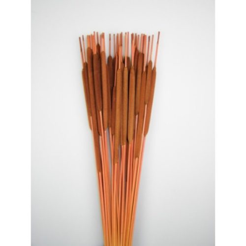 Typha indiai barna
