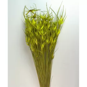 Tulipánfű vil.zöld