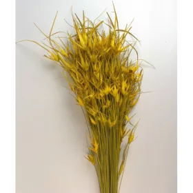 Tulipánfű sárga