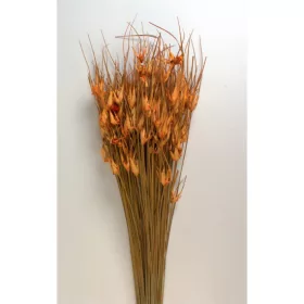 Tulipánfű narancs