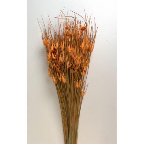 Tulipánfű narancs