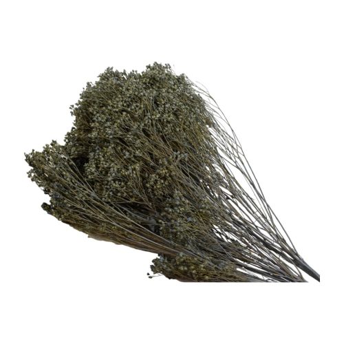 Broom Bloom 100g falfestékes very peri