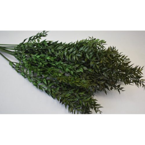 Ruscus vil.zöld