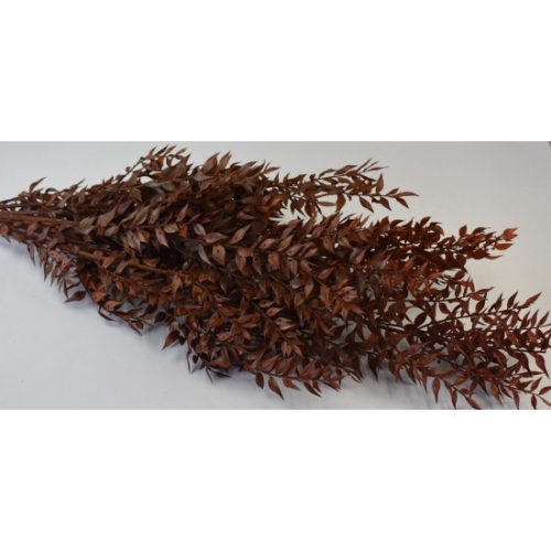 Ruscus narancs
