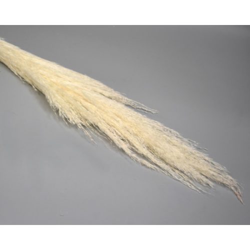 Pampafű spanyol 120cm fehérített 40-60cm buga