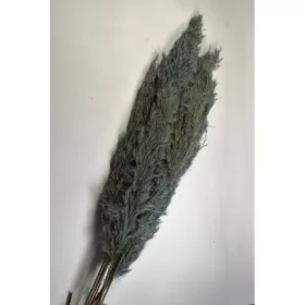 Pampafű 90-110cm vízkék