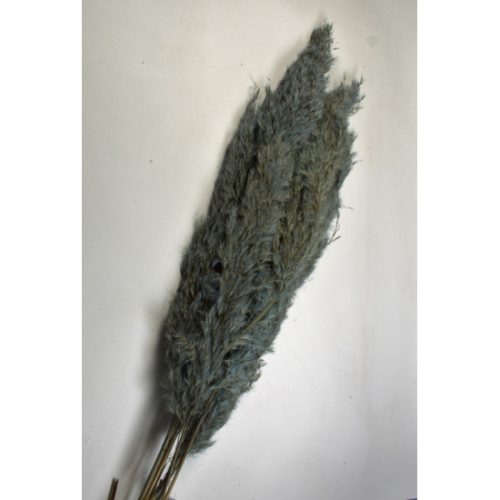 Pampafű 90-110cm vízkék