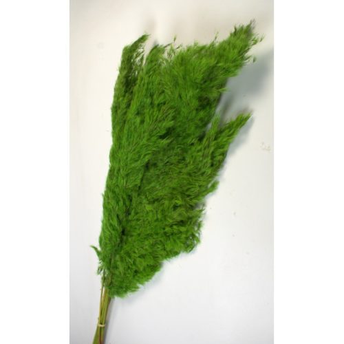 Pampafű 90-110cm vil.zöld