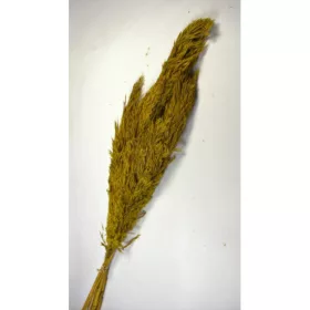 Pampafű 90-110cm sárga