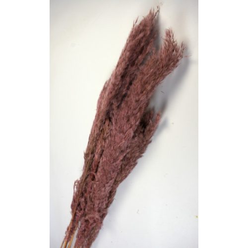 Pampafű 90-110cm rózsaszín
