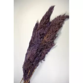 Pampafű 90-110cm lila
