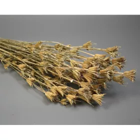 Nigella orientale 100g zúzmarás