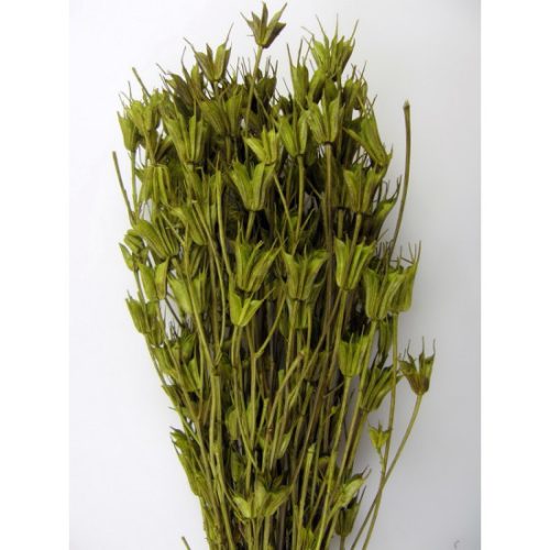 Nigella orientale 100g vil.zöld