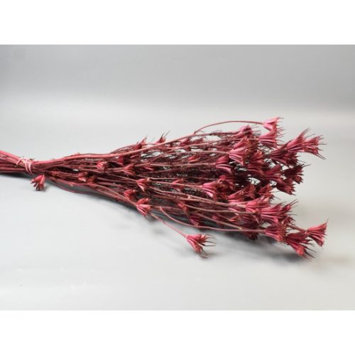 Nigella orientale 100g rózsaszín