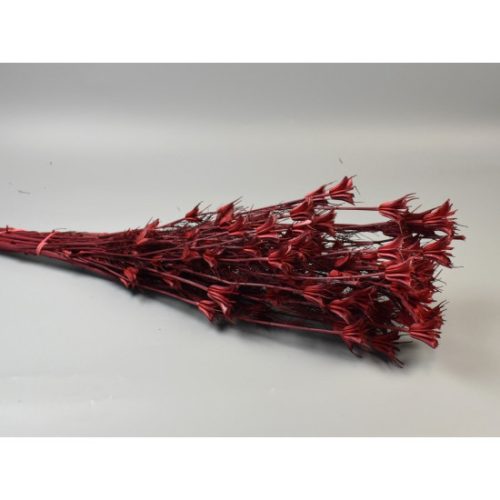 Nigella orientale 100g piros